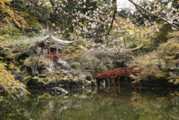 Japan_Sakura_2025 (48/79)